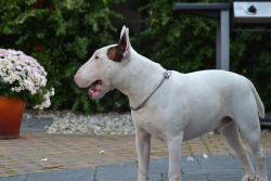 bullterrierlove:  Bull terrier Bink 7 years