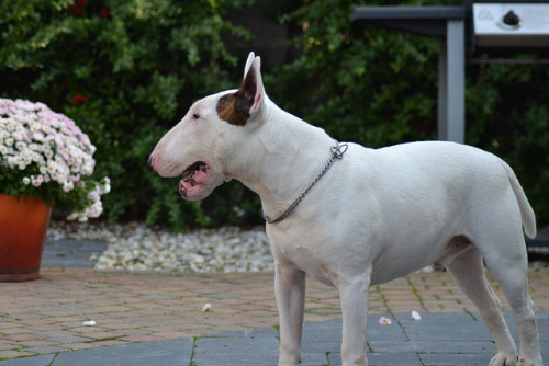 Porn photo bullterrierlove:  Bull terrier Bink 7 years