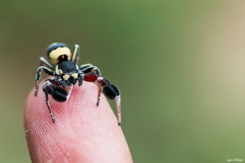 bugsrfckdup:onenicebugperday: Male tufted social velvet spider, Stegodyphus tibialis, Eresidae 