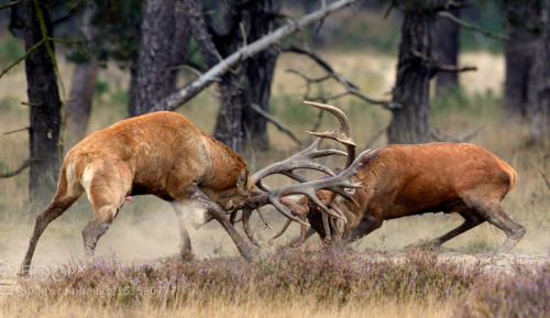 kohalmitamas:Fighting red deer by arjanssens