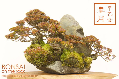 「早乙女」皐月の石付盆栽“SAOTOME” SATSUKI azalea bonsai on a rock2017.12.2 撮影bonsai on the rock| Creema | BASE |