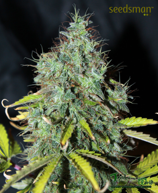 trichome-world:  Sweet Tooth Autoflowering Seedsman 