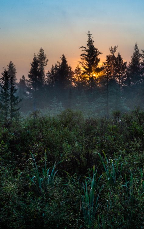 Foggy Morning by Doug Sawatzky