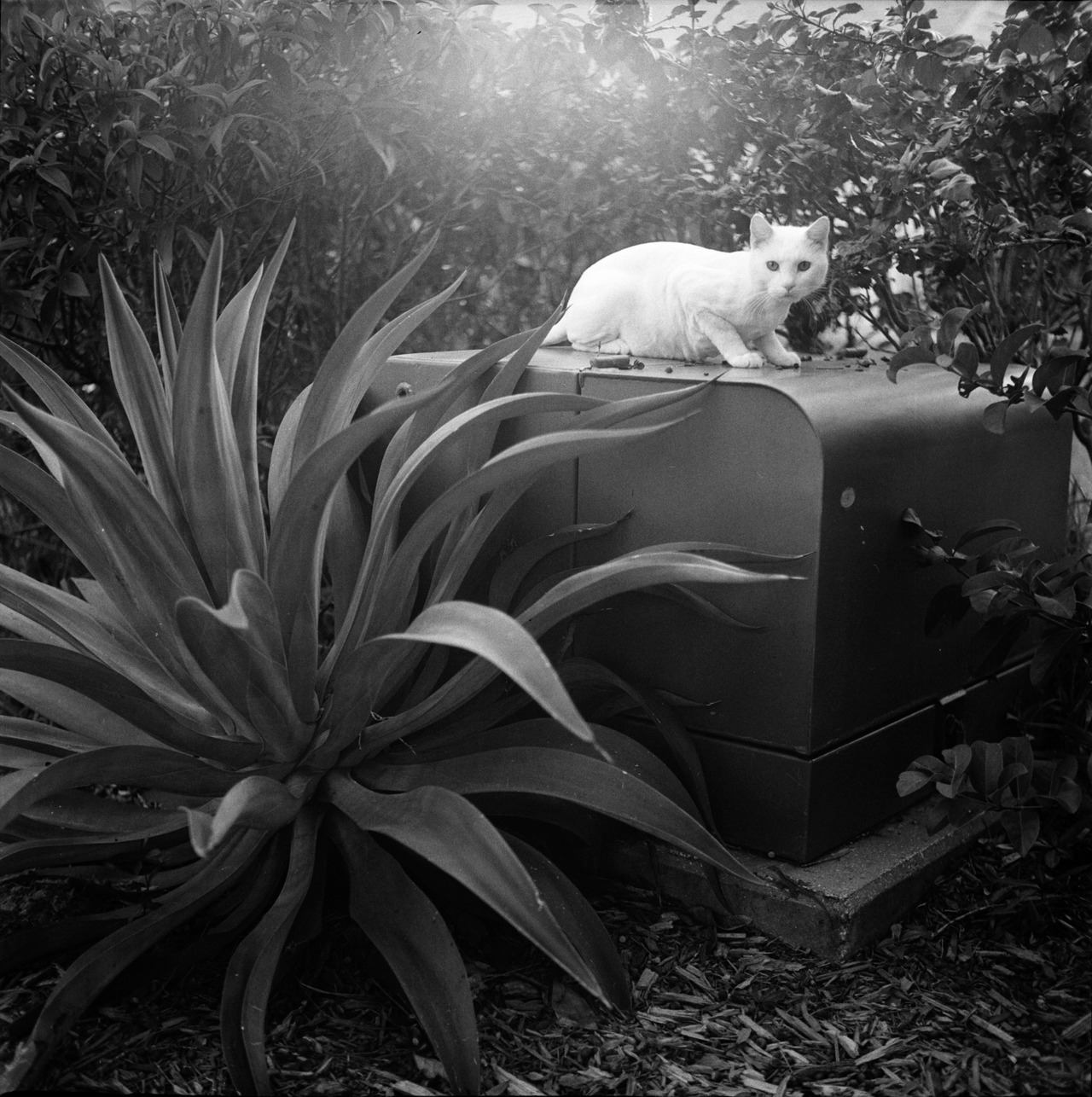 photographersdirectory:  My name is Brandon Marcoux and I live in Orlando, FL.  I’m