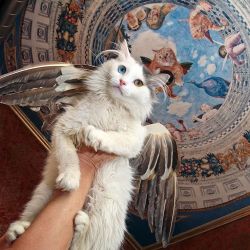 fatcatartru:  DB the #cat dreams of being an artist, like his elder brother Zarathustra, posing at #FatCatArt digital #fresco at the cealing and wearing the #wings costume, that I once created for a show. Maybe he wants to become a catwalk star? 😻😻😻