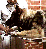 hoechloin:  teen wolf + cute puppies 