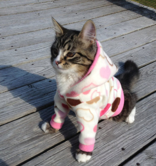 caterville:  It’s All Good in the Hood 