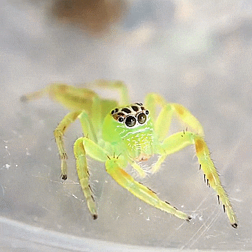 Olivia Octavius Stimboard !