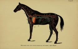 nemfrog:  Plate V. The heart and chief blood vessels of the horse. 1908. 