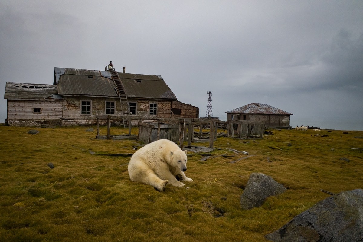 rizsilemming:escapekit:Polar bear Station Russian-based wildlife photographer Dmitry