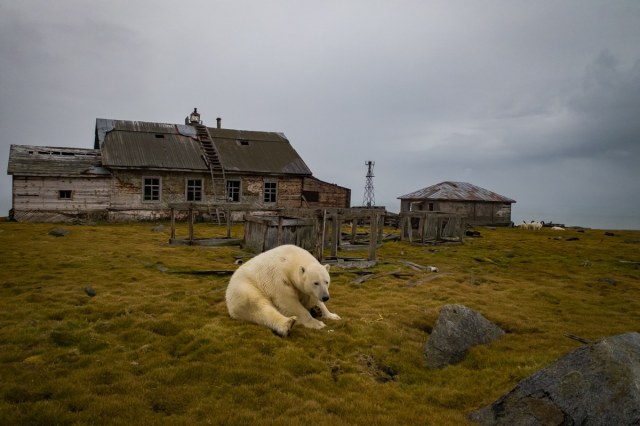 rizsilemming:escapekit:Polar bear Station Russian-based wildlife photographer Dmitry Kokh ventured to an abandoned meteorological station on Kolyuchin Island, where polar bears have taken over the station. @medvusz @pictures-of-dogs 