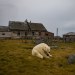 rizsilemming:escapekit:Polar bear Station Russian-based wildlife photographer Dmitry Kokh ventured to an abandoned meteorological station on Kolyuchin Island, where polar bears have taken over the station. @medvusz @pictures-of-dogs 