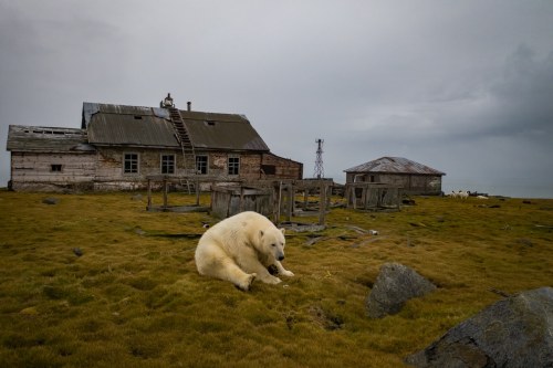  Polar bears take over abandoned weather station !Scientists left a Russian weather station in the A