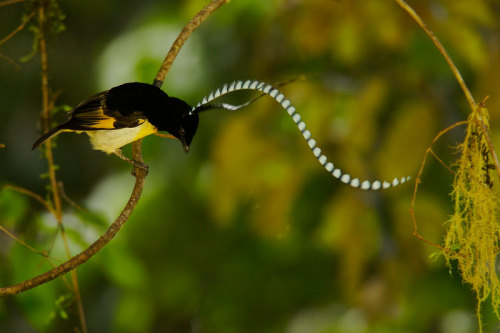 stormphyre: paranoidgemsbok: sweetguts: cool-critters: King of saxony bird-of-paradise (Pteridophora