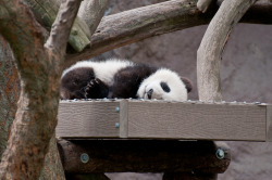 giantpandaphotos:  Xiao Liwu at the San Diego Zoo, California, on March 7, 2013. © Ash314159. 
