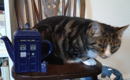 30 days of Doctor WhoDay 7 - Take a selfie in front of a TARDIS!Well, I don’t have any picture