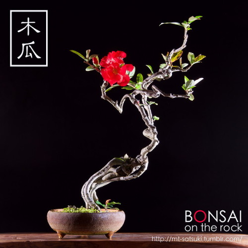 木瓜（ボケ）の盆栽BOKEH, Japanese Quince bonsai2018.4.7 撮影bonsai on the rock| Creema | BASE | Zazzle.co.jp | 