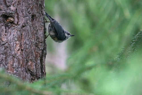 Great tit/talgoxe, Nuthatch/nötväcka, Blue tit/blåmes and European robin/rödhake. They are all juven