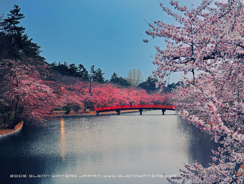 Cherry Blossom Park. (Hirosaki, Japan).