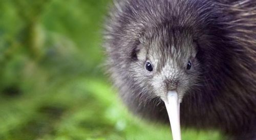 thefingerfuckingfemalefury:hazardousprototype:can we have a kiwi appreciation post please?i mean..TH