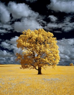 imickeyd:Sergey D. - Lonely plant. Infrared photo.