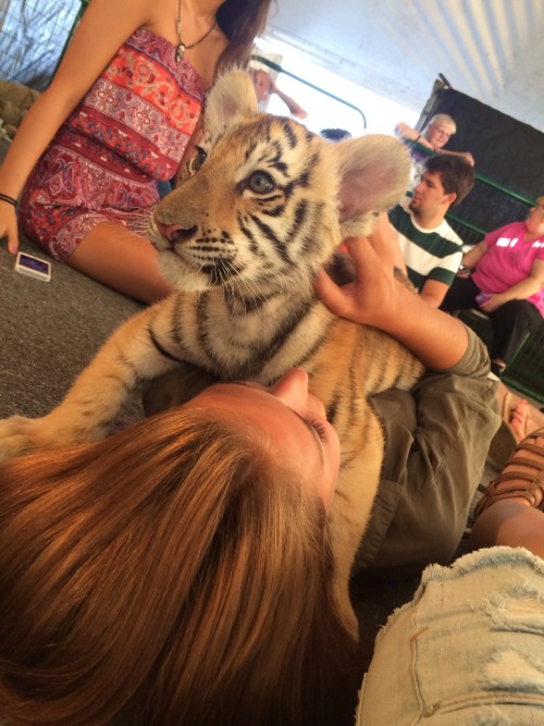 earthandanimals:
“ panthxra:
“ Hello there! I want to encourage you to not participate in cub petting schemes as they are very detrimental to the tiger species as a whole. Pay-to-play schemes are extremely exploitative and cruel, so please don’t...