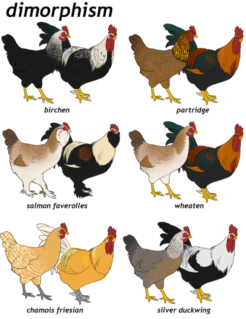 despazito:revised my chicken post, still very basic but its an intro to appearance