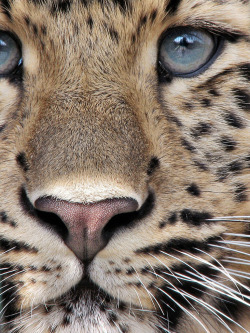 funkysafari:  Amur Leopard by Milan Vorisek