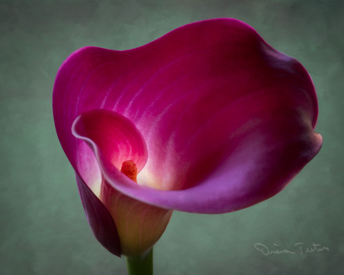 Fuchsia Calla Lily II