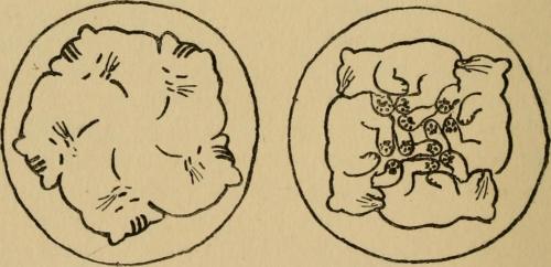 insectling:Image from page 195 of “Children and gardens” (1908) 