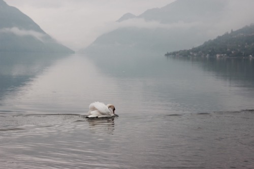 lichtvoetig: The last couple of days I have spent sitting between mountains, mist and swans. I fell 