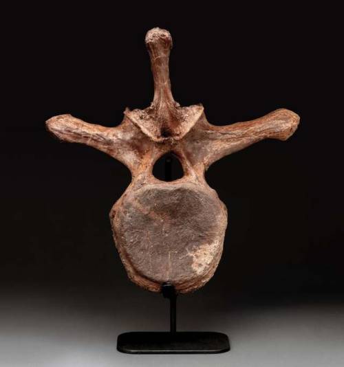 tigerjeff: This Triceratops vertebra was found in the Hell Creek Formation in Montana and is 19 &fra