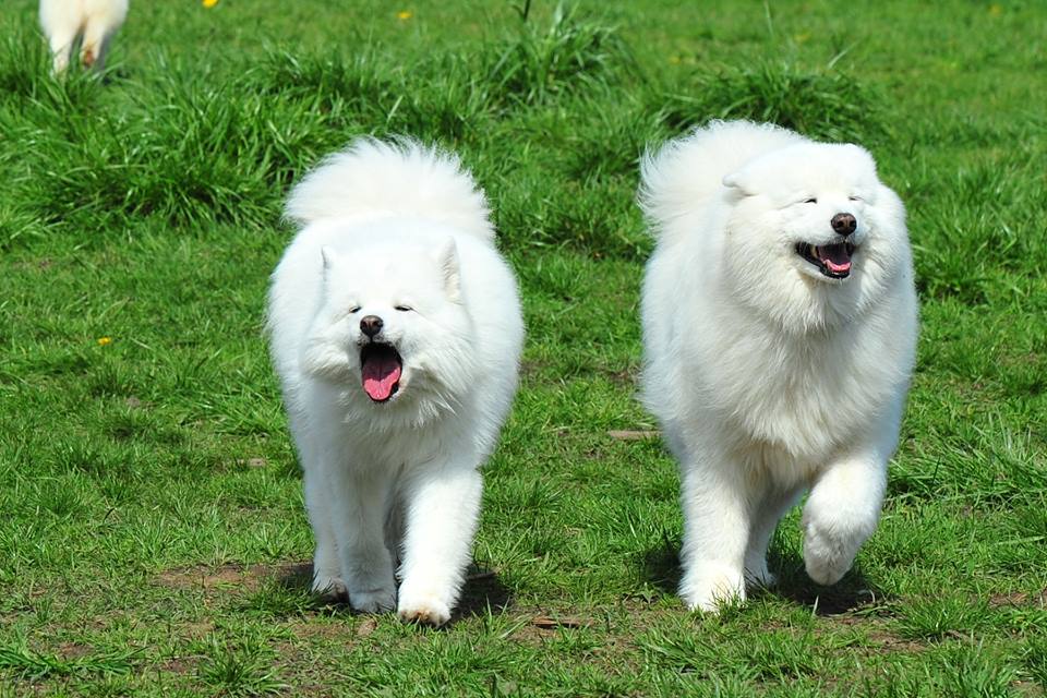 skookumthesamoyed:Marymoor Samoyed Meetup 4/4/15 (x)