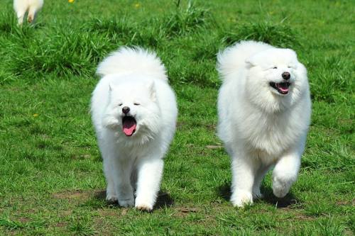 Porn photo skookumthesamoyed:Marymoor Samoyed Meetup