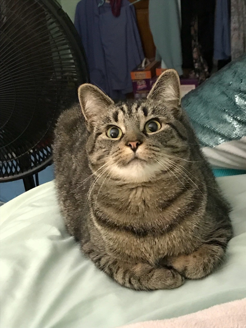 confused-on-arrival: coolcatgroup:   Here’s my cat patiently waiting for me to throw her toy after she brought it to me  Now here is her reaction when I ask her if “she’s ready” before I throw it. She knows what it means. She’s ready guys  