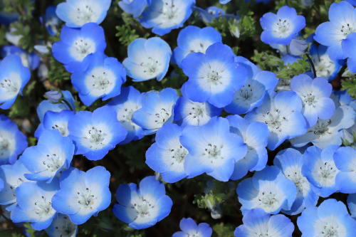 帰ろう 僕らの現実に The Flower Meanings Behind Each P5r Flower 帰ろう 僕らの現実に The Flower Meanings Behind Each P5r Flower