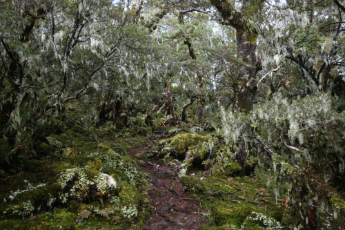 quiet-nymph:Photographyby Tuatapere Hump Ridge Track on Flickr