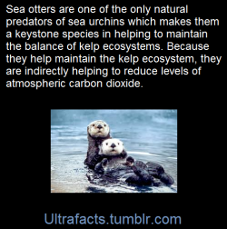 ultrafacts:    Sea otters are a keystone