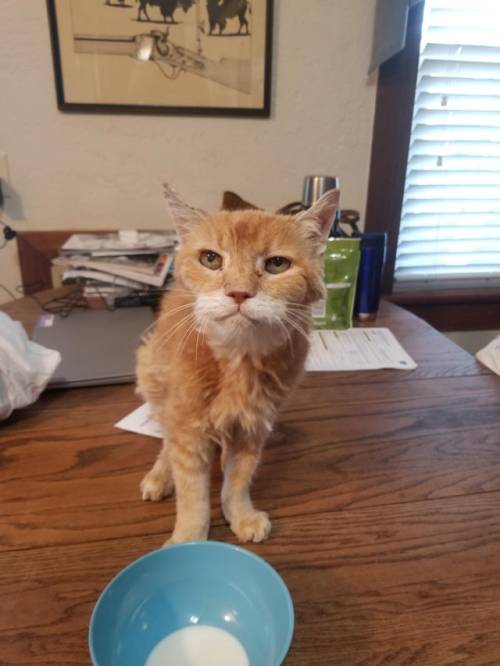 justcatposts:  “I brought home a stray