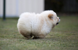 warfstachehoe:  canadad:  what a neat loaf of bread  @dogjpeg 