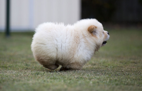 canadad:what a neat loaf of bread