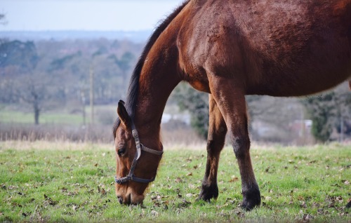 I could sit and watch them graze all day, especially when they follow me around the field