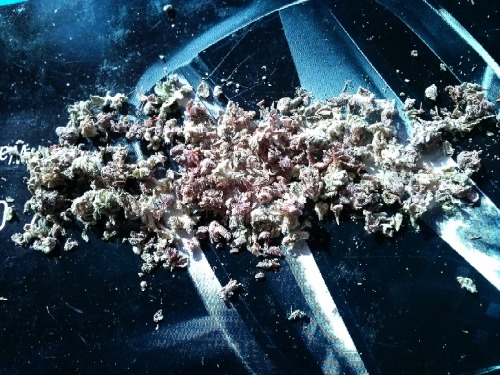 zzanax:  blunt