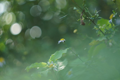 「ひかりのたま」sony a6400HELIOS 44-2 58mmオールドレンズ旅