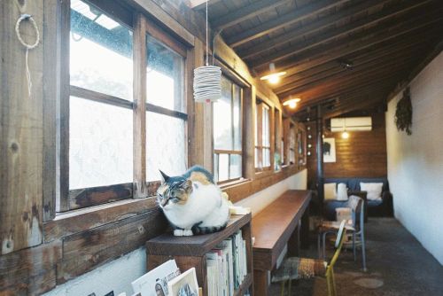 １ヶ月前くらいのミーコやん。 まだそんなに寒くなかった日。 ・ ・ ・ #ミーコやん #猫#cat #ロバの本屋 #filmphotography#klassew#fujifilm #lomogr