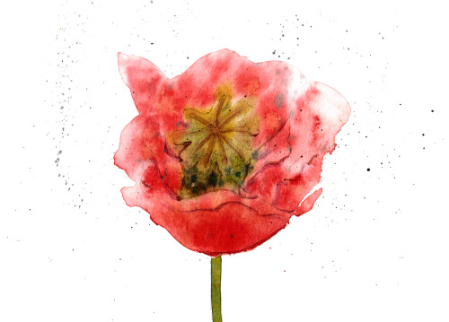coloricioso:Poppy watercolor seriesRemember to see:Pomegranate watercolorAsphodelus watercolor