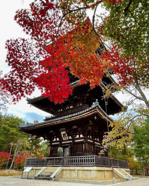 &rsquo; &rsquo; 【紅葉の京都】仁和寺 五重塔 &rsquo; &rsquo; グラデーションが美しい &rsquo; &rsquo; 2021.11.8撮影 &rsquo; &rsqu