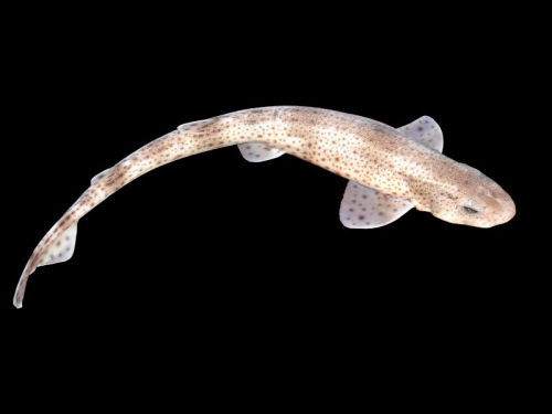 astronomy-to-zoology: Small-spotted Catshark (Scyliorhinus canicula) Also sometimes known as the &ld