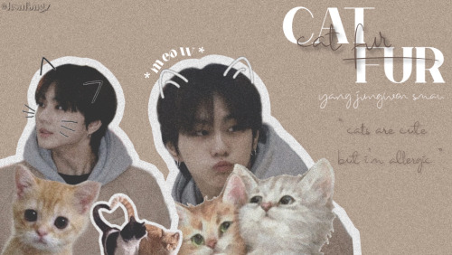 PART FOUR : Which One Is The Real Cat ?