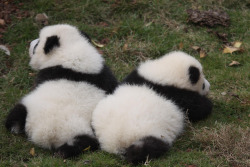 giantpandaphotos:  © Jeroen Jacobs. 